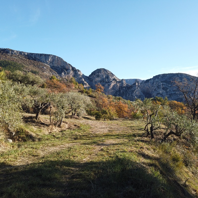 Pour magnifier le retour à Moustiers, celui-ci se fera, dans la zone du lieu-dit d'Embourgues, en traversant une parcelle des très jolies plantations d'oliviers de notre village...