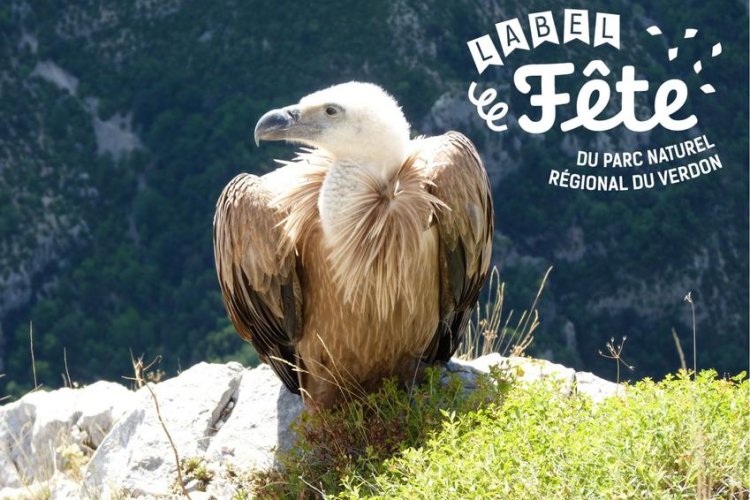 A la découverte des oiseaux des falaises_Moustiers-Sainte-Marie