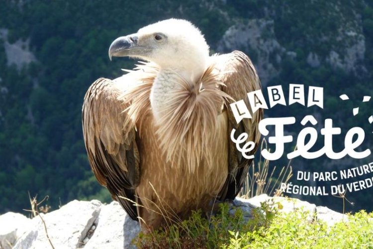4-A la découverte des oiseaux des falaises_Moustiers-Sainte-Marie