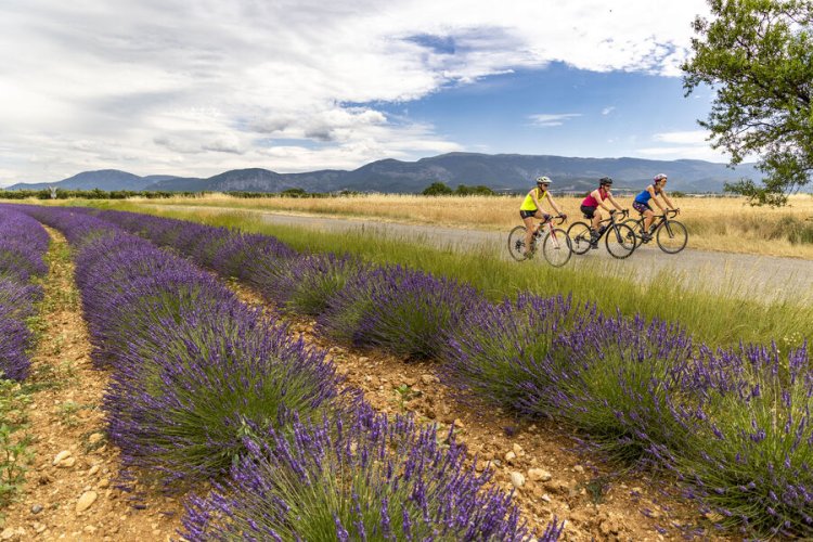 Vélo de route : lavande