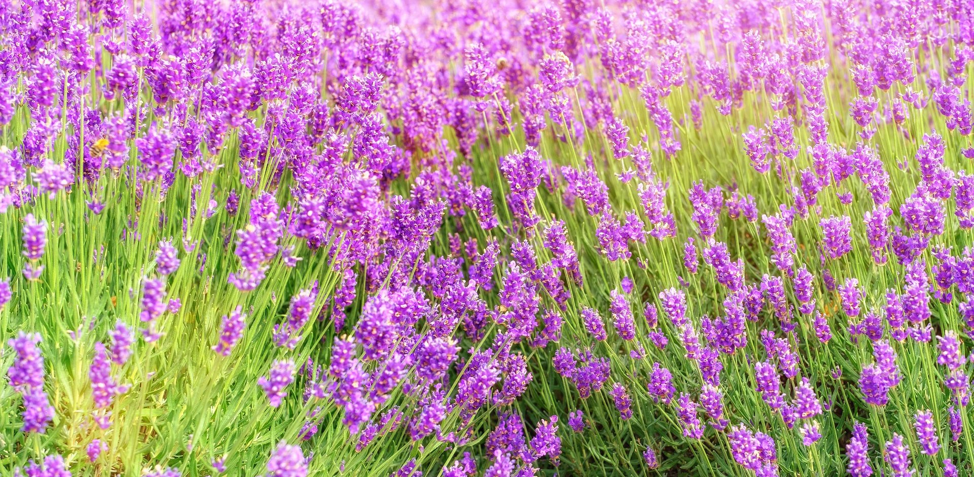 Plateau de Valensole