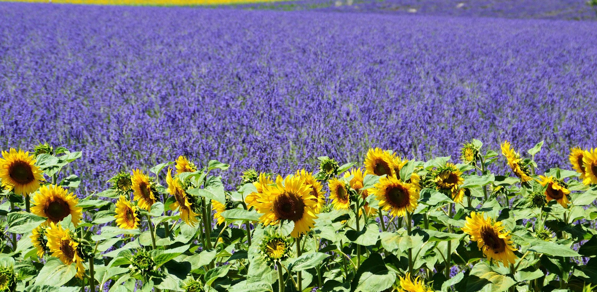 Plateau de Valensole