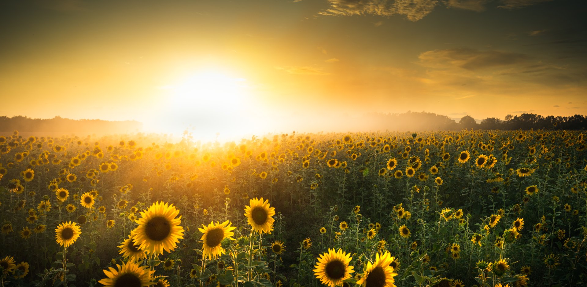 champs de tournesols