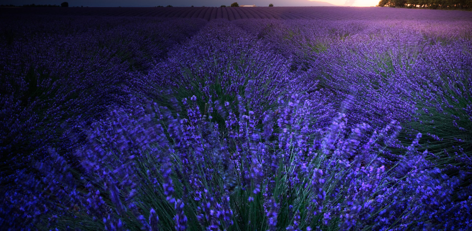 lavande en fleur sur le plateau de valensole