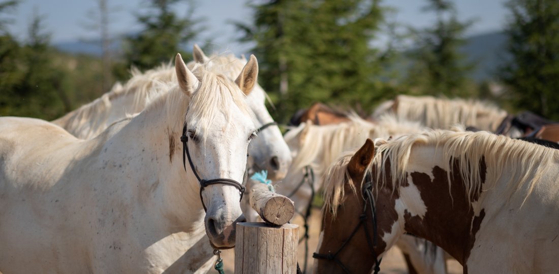 Sur le plateau de Vénascle, au-dessus de Moustiers, les chevaux semblent apprécier l'environnement autant que les cavaliers ! 