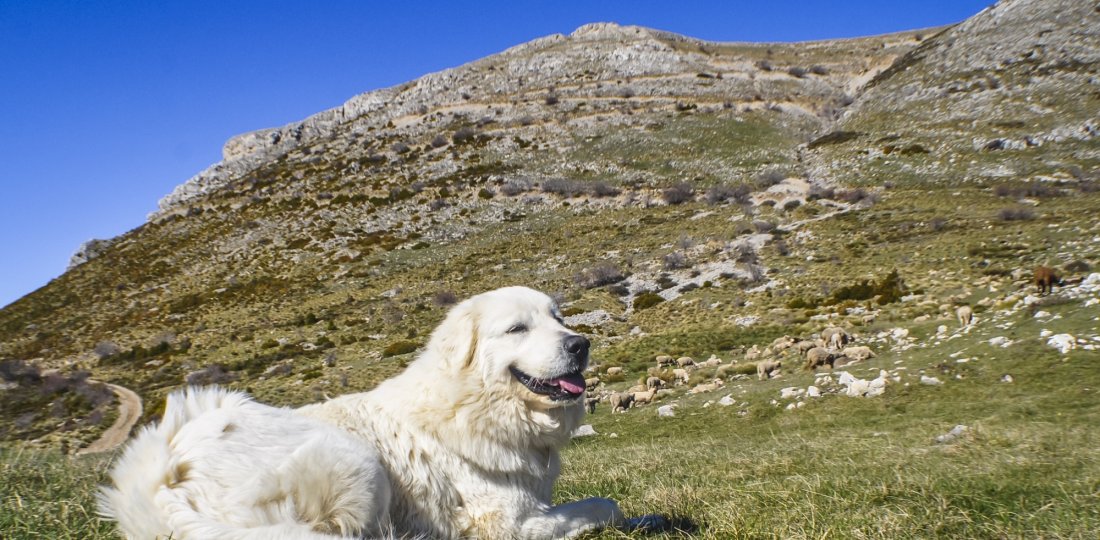 Sur les itinéraires de randonnée très fréquentés, gardons nos chiens en laisse et ne les poussons pas à emprunter les itinéraires interdits... [Crédit photo : ©AD04-Philippe Murtas]