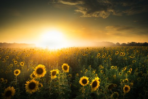 coucher de soleil sur un champs de tournesols