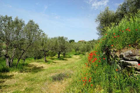 champs d'oliviers autour de Moustiers-Sainte-Marie
