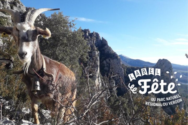 Balade avec les chèvres_Moustiers-Sainte-Marie