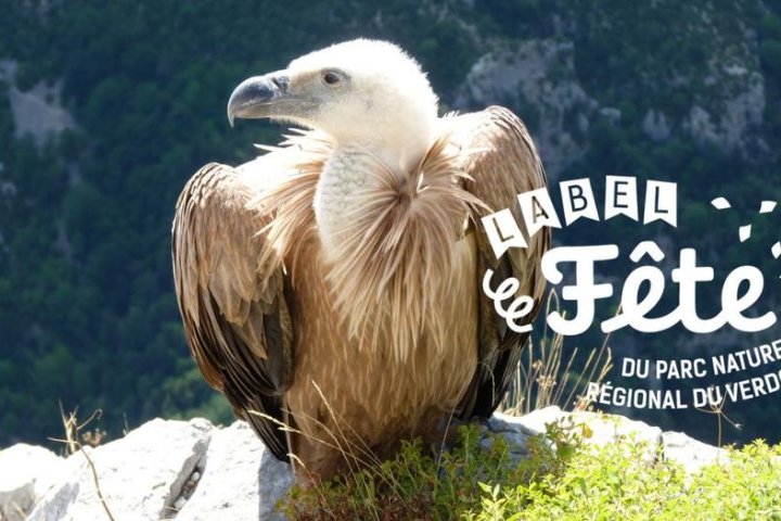 4-A la découverte des oiseaux des falaises_Moustiers-Sainte-Marie