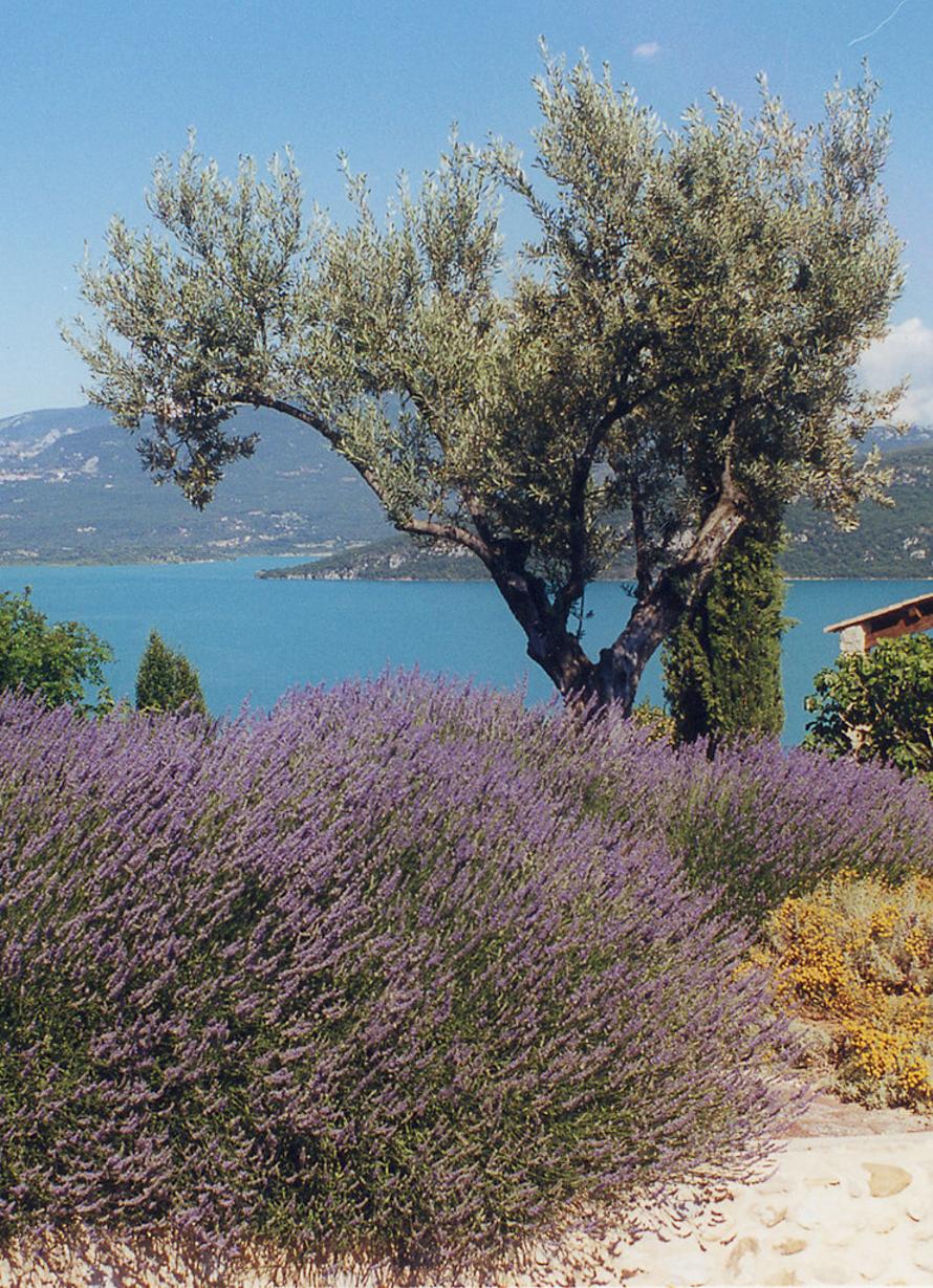 Un paysage typique de la "Route des saveurs, des galets et des lavandes" de l'UNESCO Géoparc de Haute-Provence