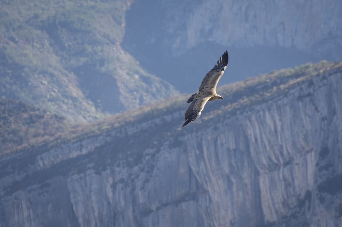 Afin de “ne pas déranger les oiseaux" (les vautours, mais aussi les espèces de rapaces protégées et rares..), certaines voies d'escalade sensibles des Gorges du Verdon ne sont pas ouvertes toute l'année... [Crédit photo : ©AD04-Philippe Murtas]