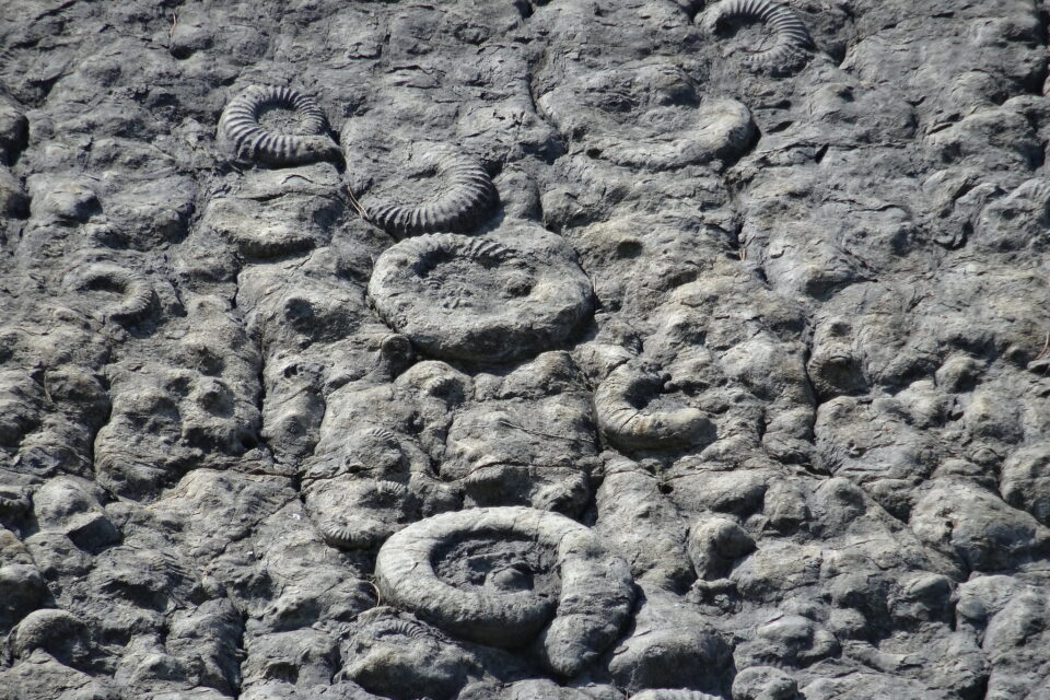 Dalles aux amonites