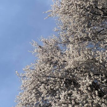 Amandiers en fleurs
