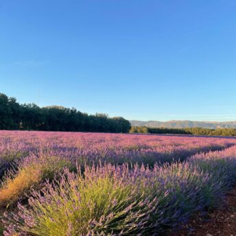Lavandes Valensole