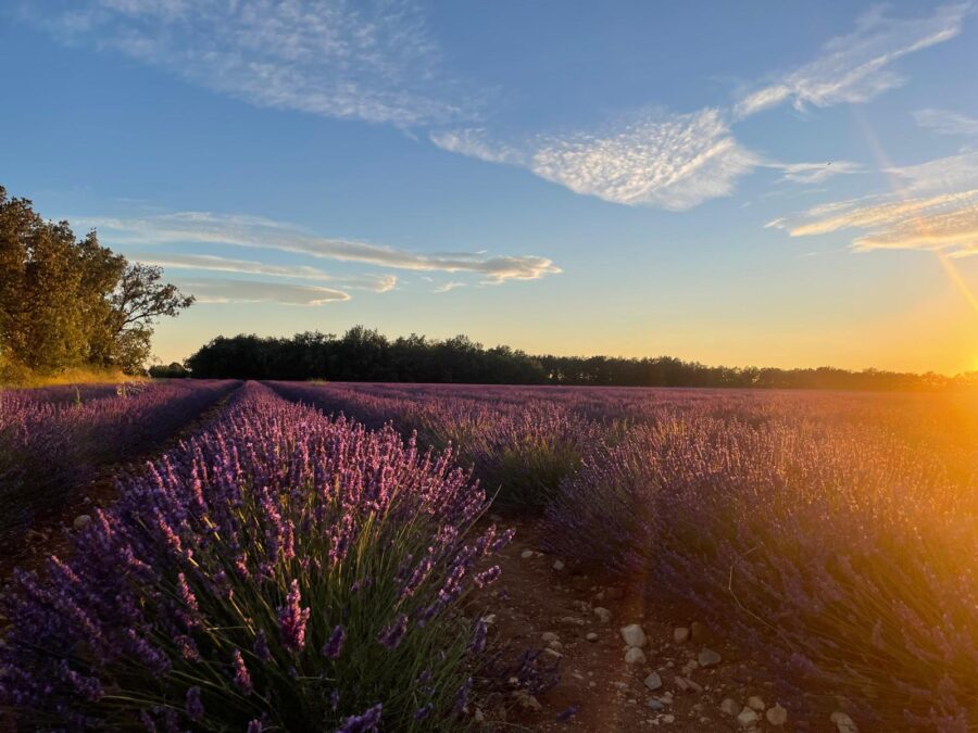 Lavender in Provence