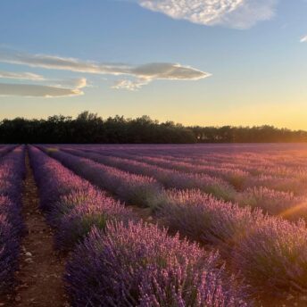 Champs de lavande au coucher de soleil