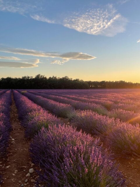 Champs de lavande au coucher de soleil