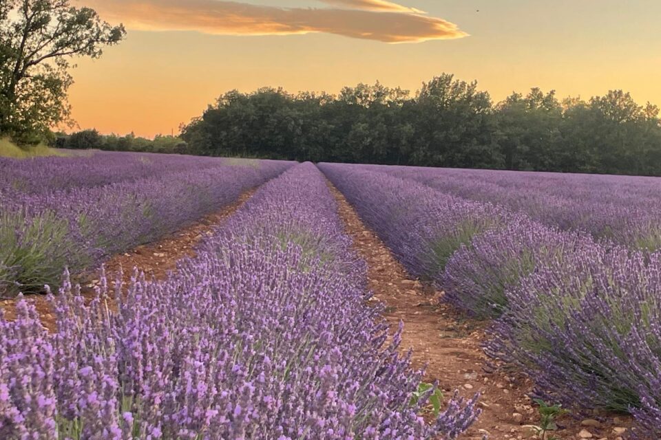 Lavender at sunset