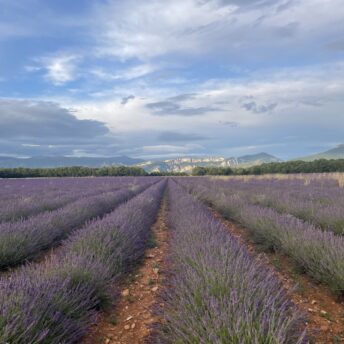 Lavandes en fleur