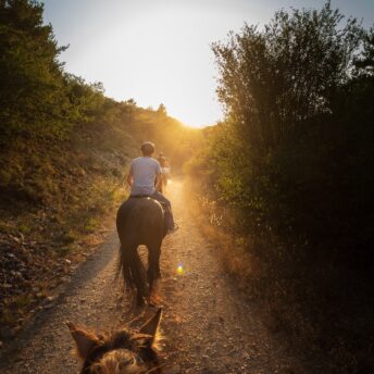 Cheval soleil couchant