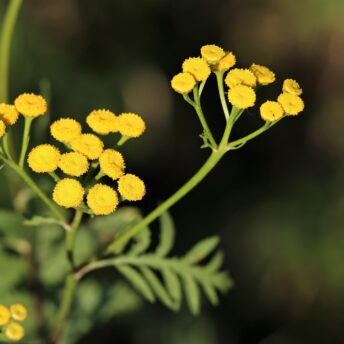 Immortelle