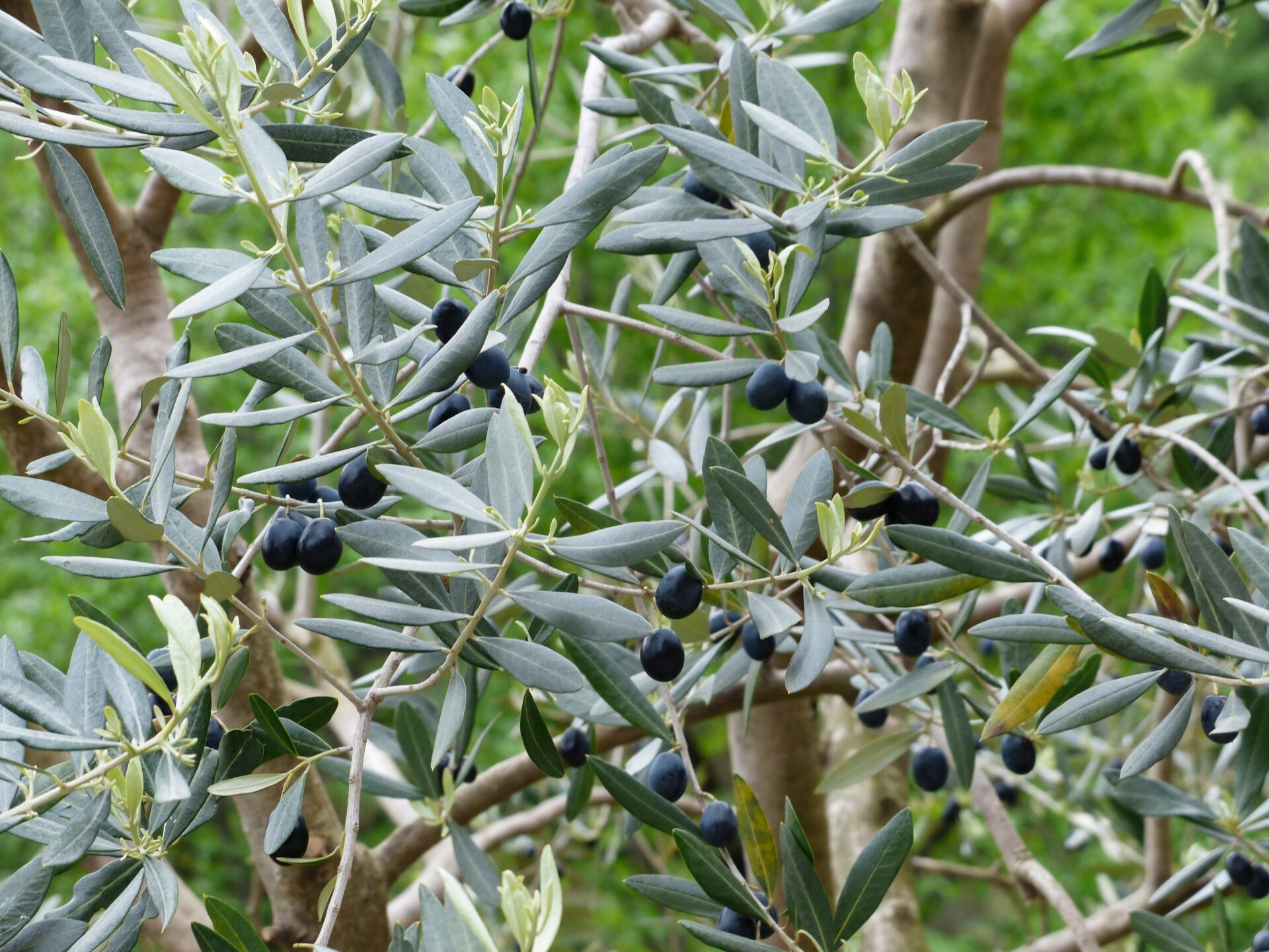 L’olivier, un arbre emblématique de la Provence
