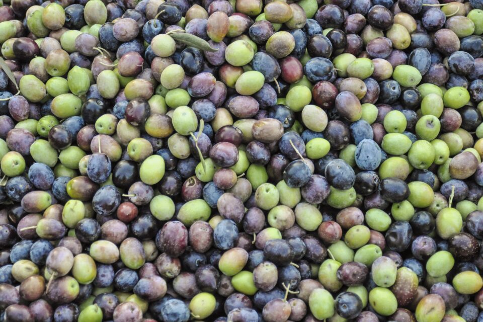 Récolte Olives